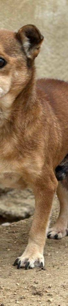 Strom – Mischling, Männchen, 10 Jahre 7 Monate, 65520 Bad Camberg – Foto 2