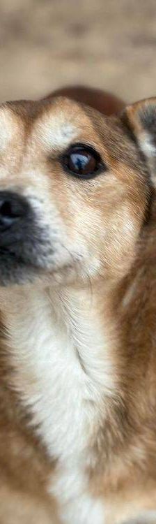 Strom – Mischling, Männchen, 10 Jahre 7 Monate, 65520 Bad Camberg – Foto 3