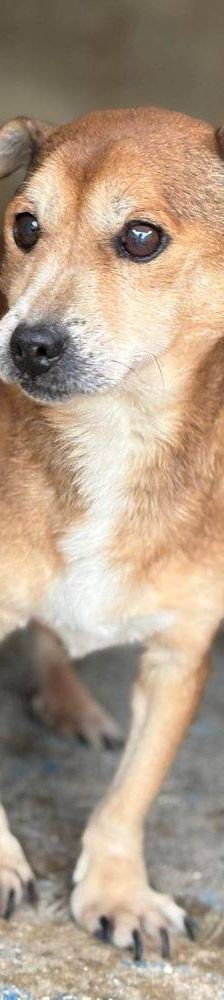 Strom – Mischling, Männchen, 10 Jahre 7 Monate, 65520 Bad Camberg – Foto 5
