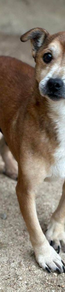 Strom – Mischling, Männchen, 10 Jahre 7 Monate, 65520 Bad Camberg – Foto 6