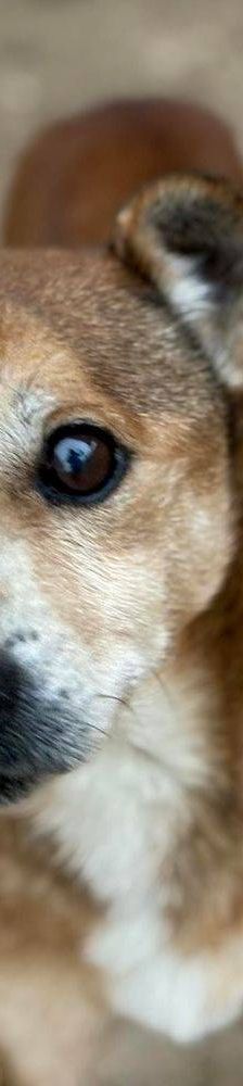 Strom – Mischling, Männchen, 10 Jahre 7 Monate, 65520 Bad Camberg – Foto 7