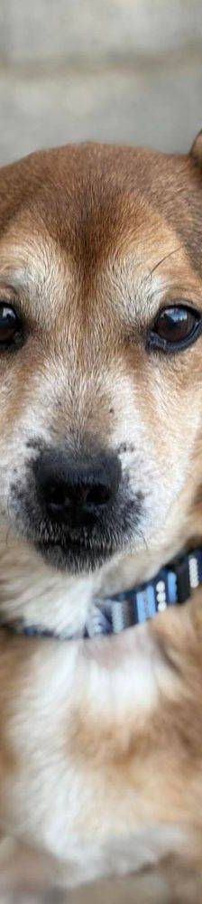 Strom – Mischling, Männchen, 10 Jahre 7 Monate, 65520 Bad Camberg – Foto 8