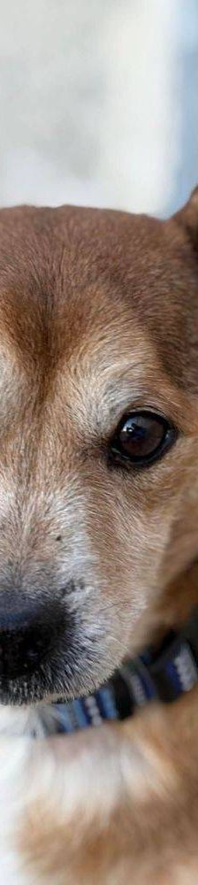 Strom – Mischling, Männchen, 10 Jahre 7 Monate, 65520 Bad Camberg – Foto 10