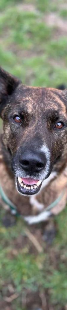 Zeus – Hollandse Herdeshond, Männchen, 5 Jahre, 13057 Berlin – Foto 1