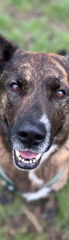 Zeus – Hollandse Herdeshond, Männchen, 5 Jahre, 13057 Berlin – Foto 2