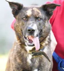 Zeus – Hollandse Herdeshond, Männchen, 5 Jahre, 13057 Berlin – Foto 3