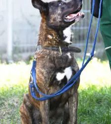 Zeus – Hollandse Herdeshond, Männchen, 5 Jahre, 13057 Berlin – Foto 4