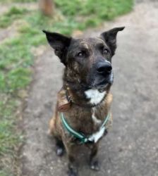 Zeus – Hollandse Herdeshond, Männchen, 5 Jahre, 13057 Berlin – Foto 5