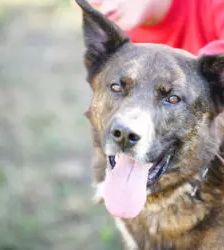 Zeus – Hollandse Herdeshond, Männchen, 5 Jahre, 13057 Berlin – Foto 6
