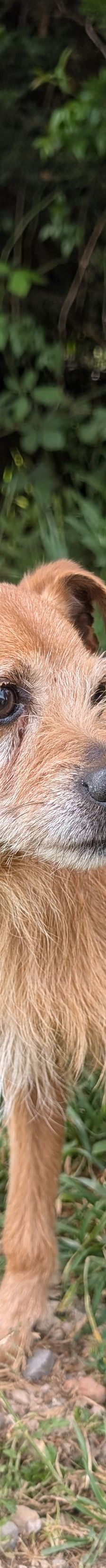 Jonas – Podengo Português Mischling, Männchen, 8 Jahre, P – Foto 4