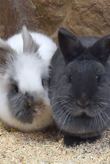 Nila – Zwergkaninchen, Weibchen, 1 Jahr, 90537 Feucht – Foto 1
