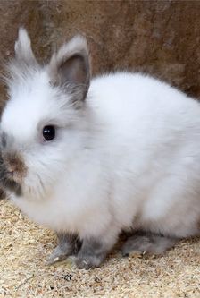 Nila – Zwergkaninchen, Weibchen, 1 Jahr, 90537 Feucht – Foto 2