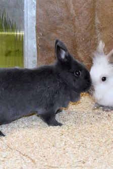 Nila – Zwergkaninchen, Weibchen, 1 Jahr, 90537 Feucht – Foto 4