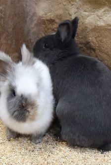 Nila – Zwergkaninchen, Weibchen, 1 Jahr, 90537 Feucht – Foto 6