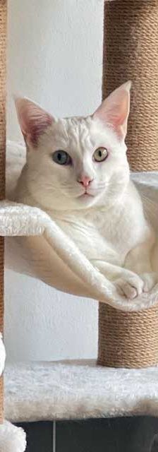 Boncuk – Angora-Mix, Männchen, 9 Monate, 82031 Grünwald – Foto 5