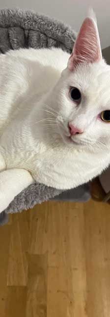 Boncuk – Angora-Mix, Männchen, 9 Monate, 82031 Grünwald – Foto 6