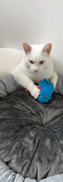 Boncuk – Angora-Mix, Männchen, 9 Monate, 82031 Grünwald – Foto 7