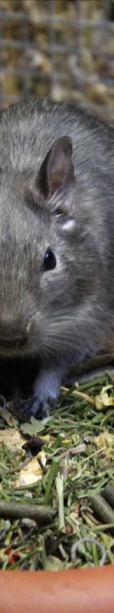 FRODOLINE – Degu, Weibchen, 4 Jahre, 81829 München – Foto 2