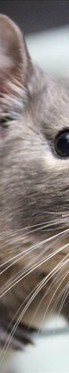 FRODOLINE – Degu, Weibchen, 4 Jahre, 81829 München – Foto 3