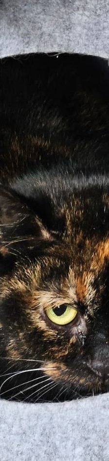Kessy – EKH, Weibchen, 7 Monate, 97816 Lohr – Foto 1