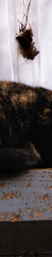 Kessy – EKH, Weibchen, 7 Monate, 97816 Lohr – Foto 2