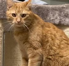 Garfield – EKH, Männchen, 1 Jahr, 58553 Halver – Foto 1
