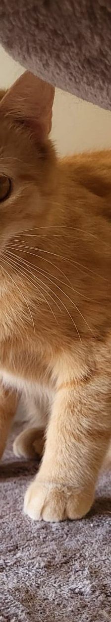 Garfield – EKH, Männchen, 1 Jahr, 58553 Halver – Foto 2