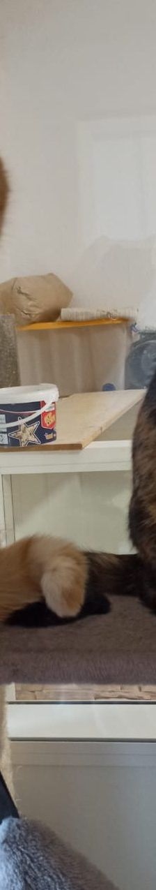 Garfield – EKH, Männchen, 1 Jahr, 58553 Halver – Foto 3