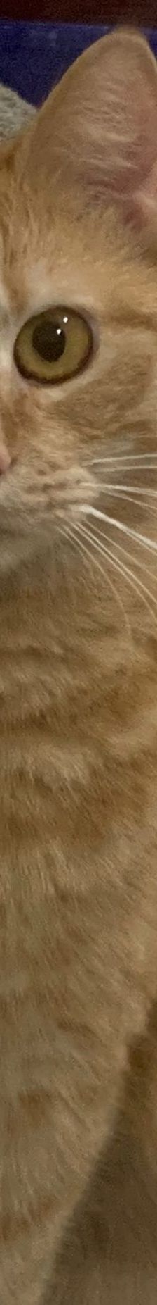 Garfield – EKH, Männchen, 1 Jahr, 58553 Halver – Foto 4