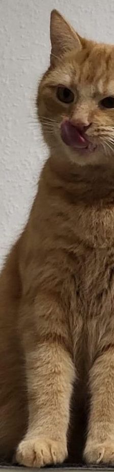 Garfield – EKH, Männchen, 1 Jahr, 58553 Halver – Foto 5