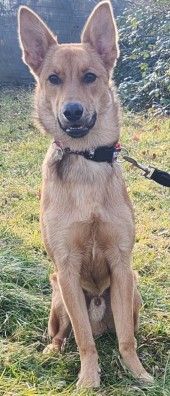 Dingo – Mischling, Männchen, 4 Monate, 70195 Stuttgart-Botnang – Foto 1
