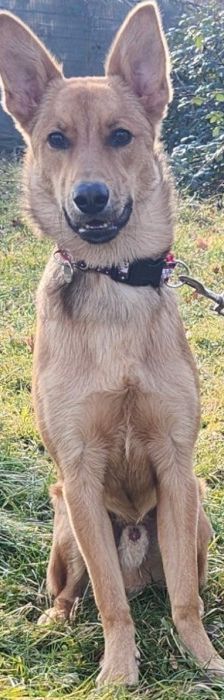 Dingo – Mischling, Männchen, 4 Monate, 70195 Stuttgart-Botnang – Foto 2