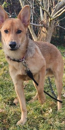 Dingo – Mischling, Männchen, 4 Monate, 70195 Stuttgart-Botnang – Foto 3