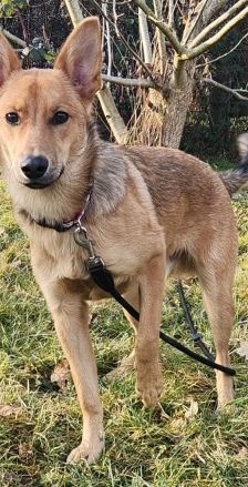 Dingo – Mischling, Männchen, 4 Monate, 70195 Stuttgart-Botnang – Foto 4