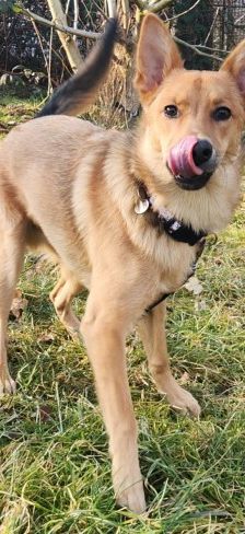 Dingo – Mischling, Männchen, 4 Monate, 70195 Stuttgart-Botnang – Foto 5