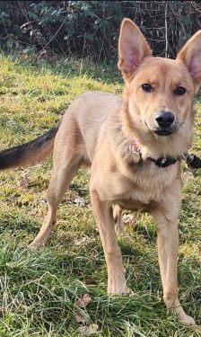 Dingo – Mischling, Männchen, 4 Monate, 70195 Stuttgart-Botnang – Foto 6