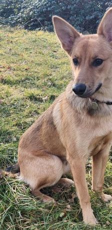 Dingo – Mischling, Männchen, 4 Monate, 70195 Stuttgart-Botnang – Foto 7
