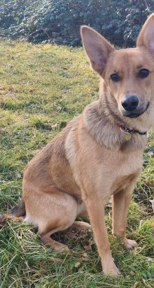 Dingo – Mischling, Männchen, 4 Monate, 70195 Stuttgart-Botnang – Foto 8