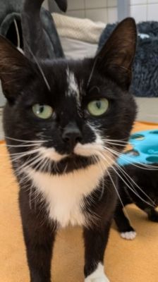 Silke – Katze, Weibchen, Alter unbekannt, 39576 Stendal – Foto 2