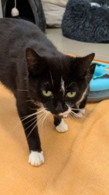 Silke – Katze, Weibchen, Alter unbekannt, 39576 Stendal – Foto 3