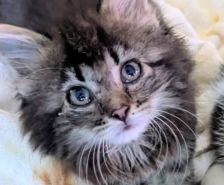 Silke – Katze, Weibchen, Alter unbekannt, 39576 Stendal – Foto 5