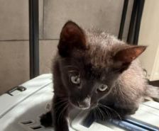 Silke – Katze, Weibchen, Alter unbekannt, 39576 Stendal – Foto 9
