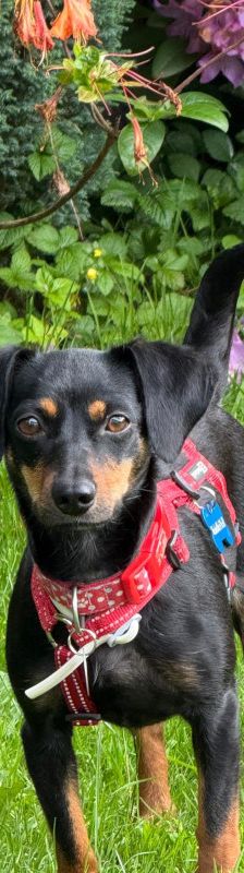 Lina – Mischling, Weibchen, 2 Jahre, Lohmar – Foto 1