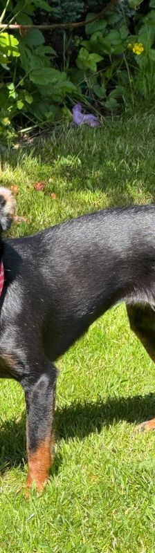 Lina – Mischling, Weibchen, 2 Jahre, Lohmar – Foto 3
