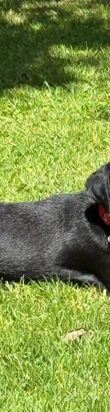 Lina – Mischling, Weibchen, 2 Jahre, Lohmar – Foto 5