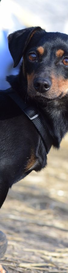 Lina – Mischling, Weibchen, 2 Jahre, Lohmar – Foto 8