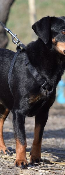 Lina – Mischling, Weibchen, 2 Jahre, Lohmar – Foto 10