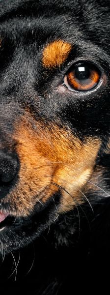 Lina – Mischling, Weibchen, 2 Jahre, Lohmar – Foto 17