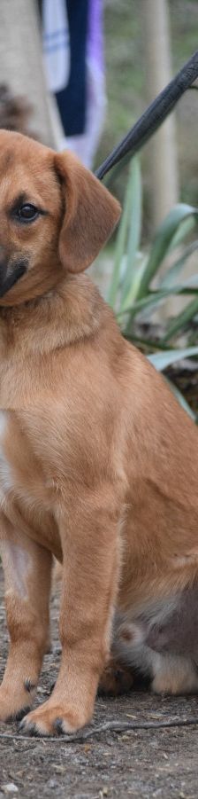 scooter – Mischling, Männchen, 1 Jahr, Ungarn – Foto 3