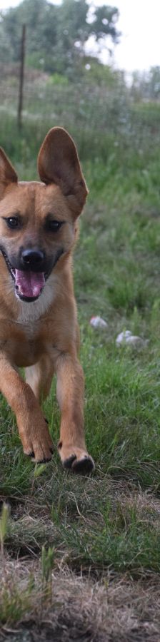 scooter – Mischling, Männchen, 1 Jahr, Ungarn – Foto 5